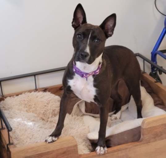 Photo of Stella