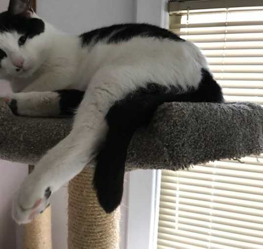 Photo of Finn 