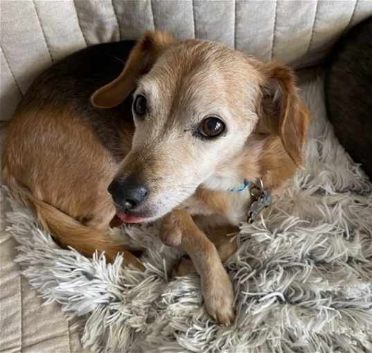 Photo of Doxy