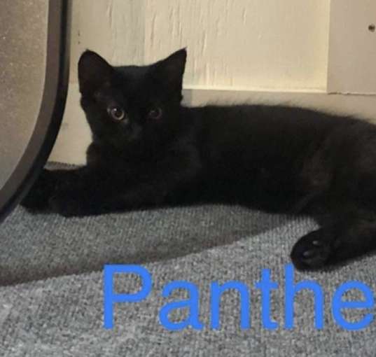 Photo of Panther