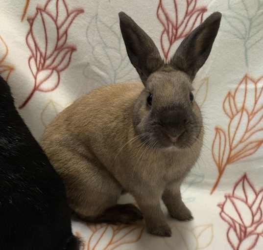Photo of Pauline (Bonded to Francine)