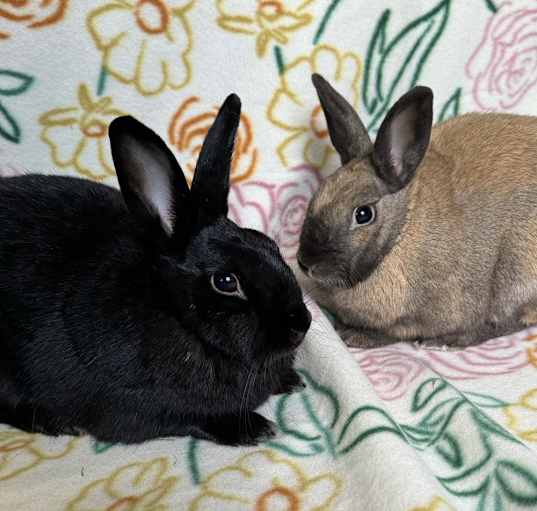 Photo of Francine (Bonded to Pauline)