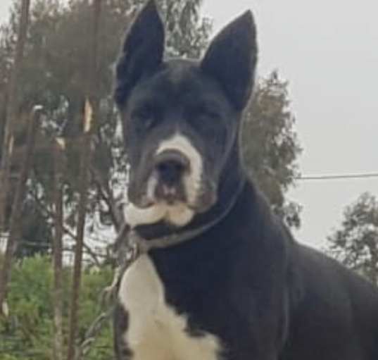 Photo of Odin