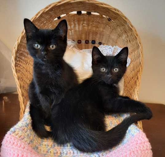 Photo of Skye & Juno