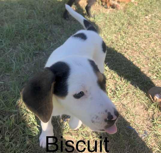 Photo of Biscuit