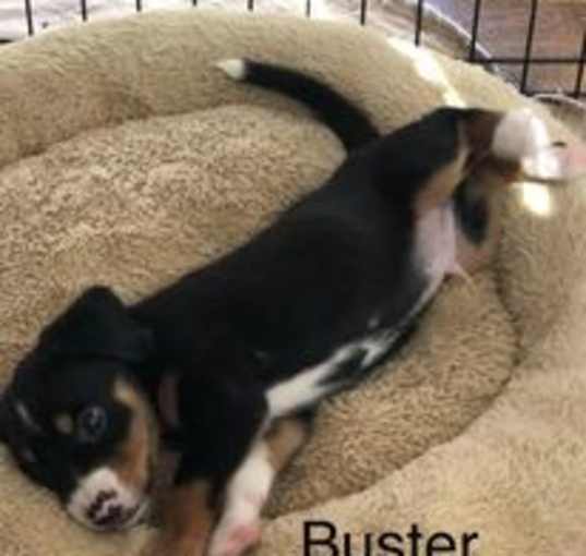 Photo of Buster