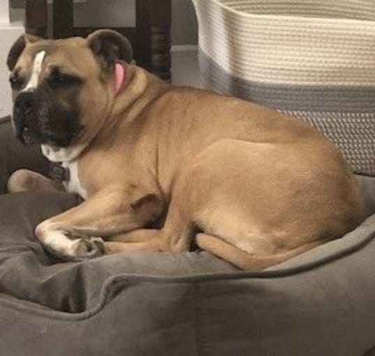 Photo of Junebug
