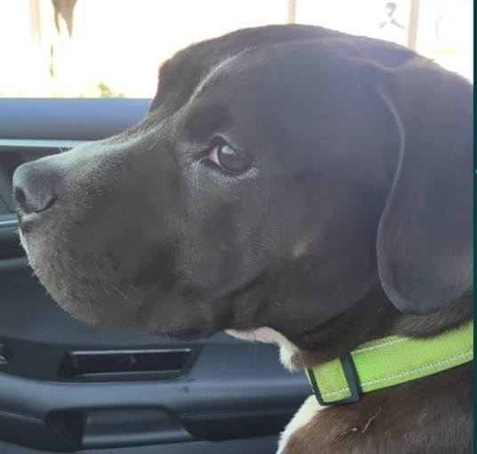 Photo of Finn