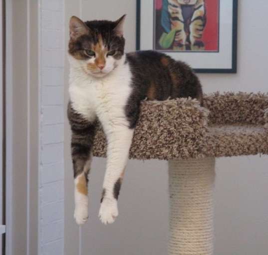 Photo of Penny
