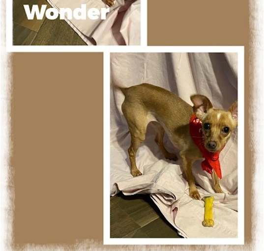 Photo of Wonder