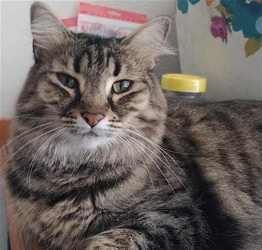 Photo of Abby