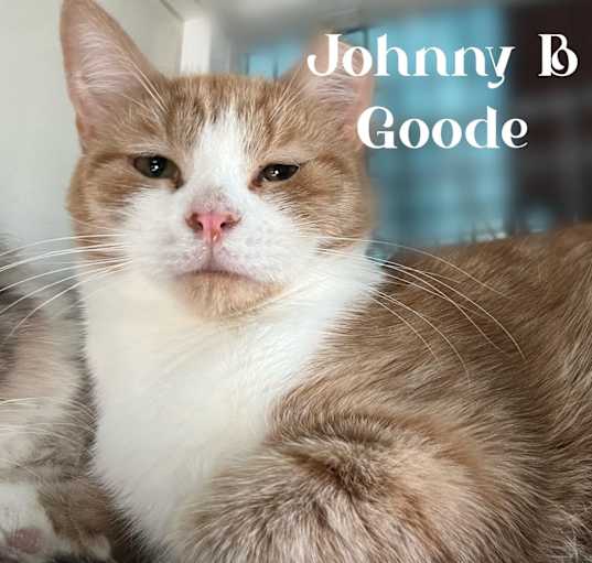Photo of Johnny B Goode