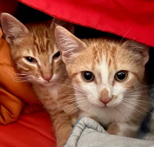 Photo of ARCHIE and LILBET