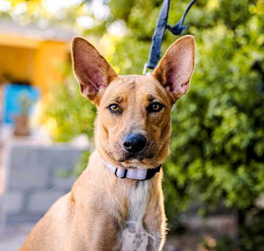Photo of Mango