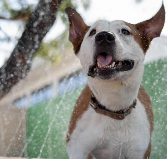 Photo of PETEY