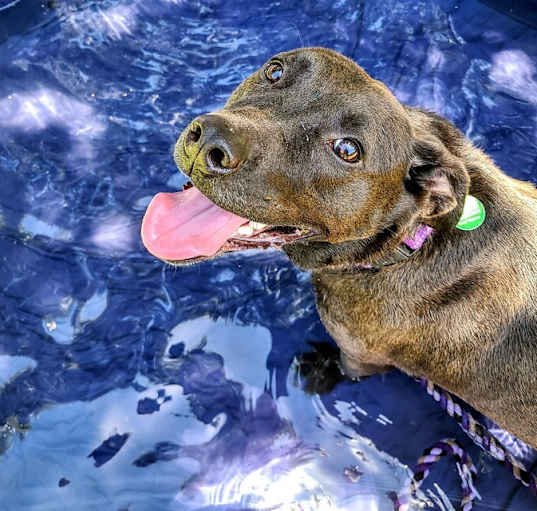Photo of Apollo