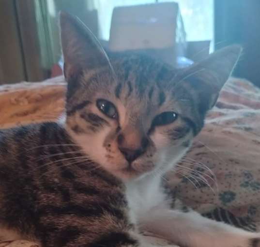 Photo of Scamp