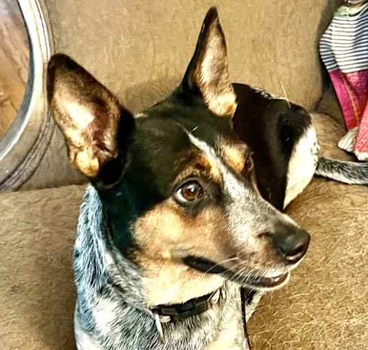 Photo of Betty