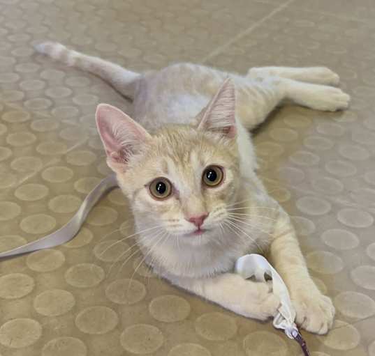 Photo of Dutchess