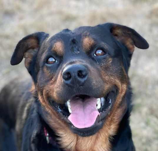 Photo of BEAR (local), sf/jo