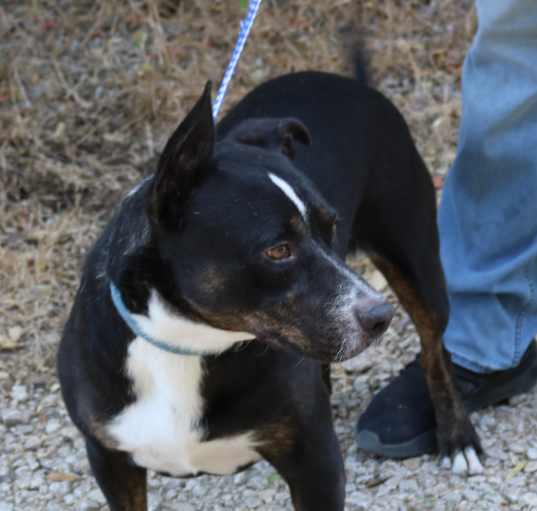 Photo of Brutus