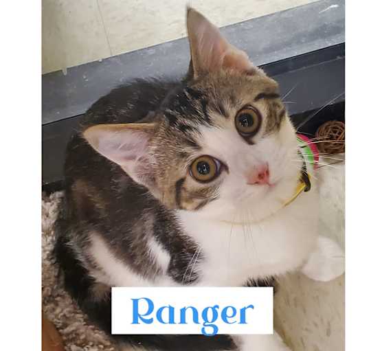 Photo of Ranger