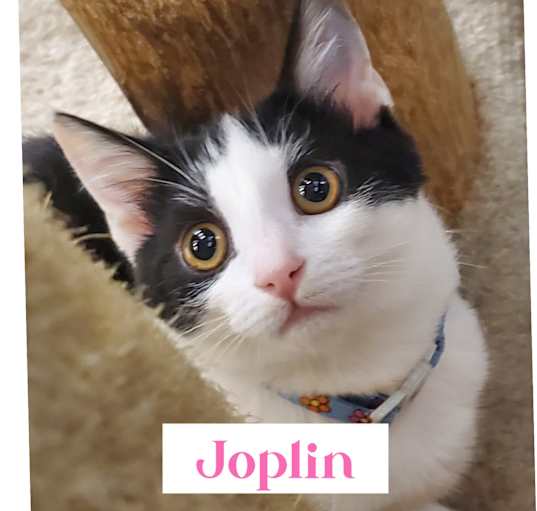 Photo of Joplin