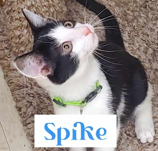 Photo of Spike