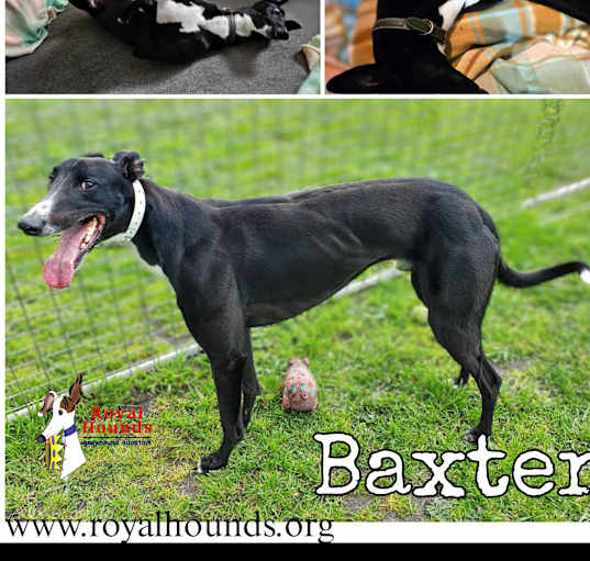 Photo of Baxter