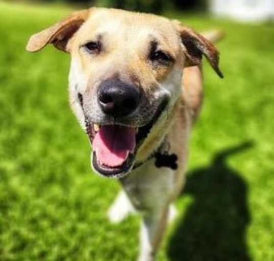 Photo of Levi (Tri-pawed)