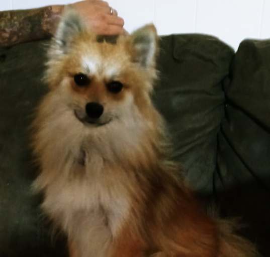 Photo of Gypsy