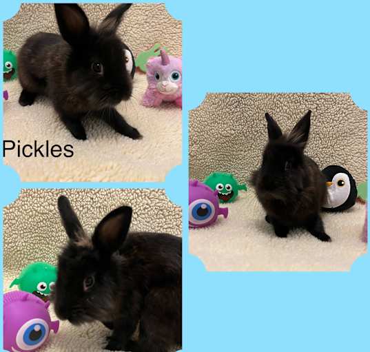 Photo of Pickles