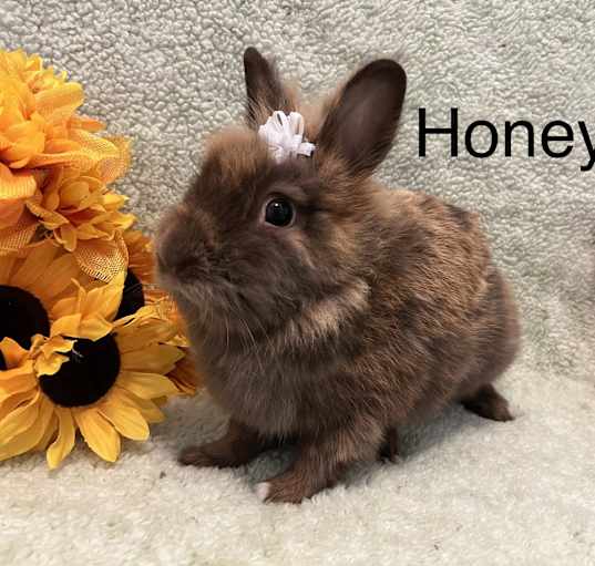 Photo of Honey