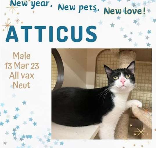 Photo of Atticus