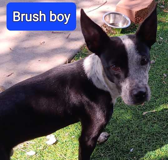 Photo of Brush boy