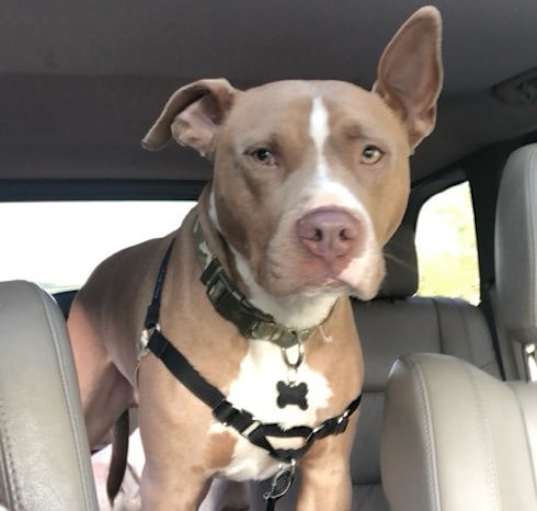 Photo of Chipper