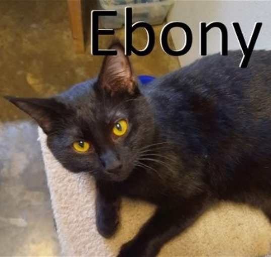 Photo of Ebony