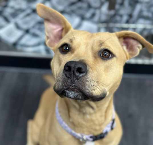 Photo of Ginger