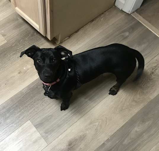 Photo of Peanut 