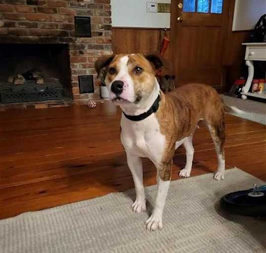 Photo of Tig