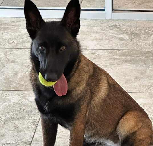 Photo of Cora - Located in San Antonio, TX