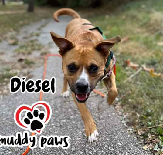 Photo of Diesel