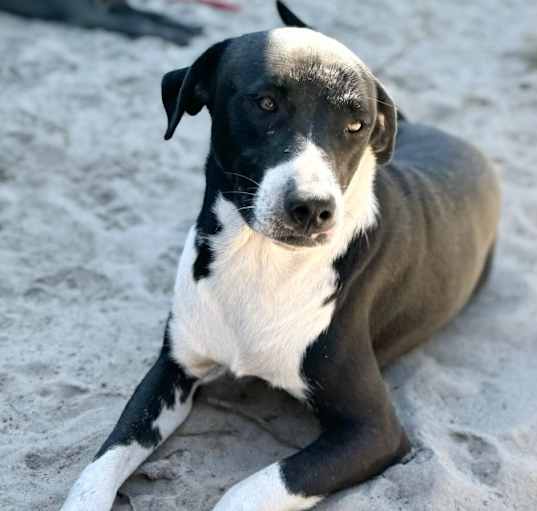 Photo of Finn