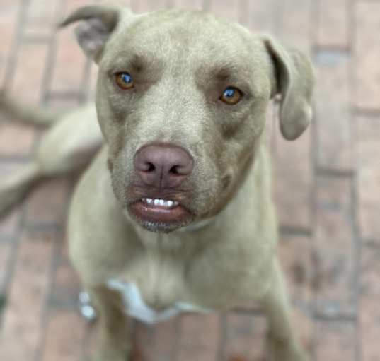 Photo of Apollo