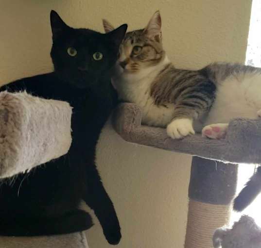 Kittens and Cats in Medford, OR