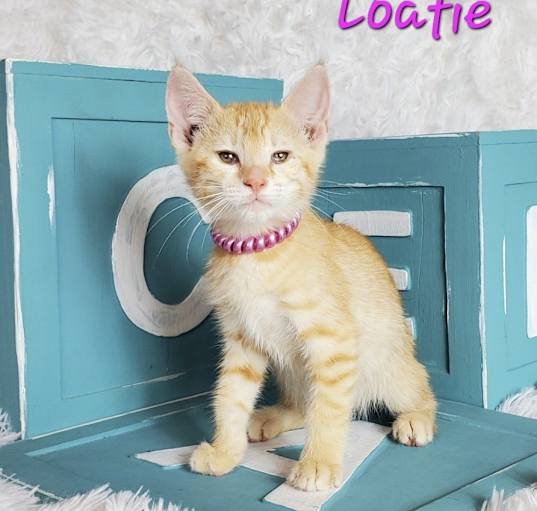 Photo of Loafie