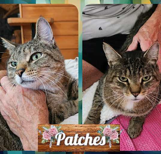 Photo of Patches