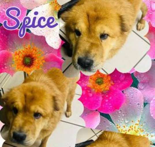 Photo of Spice