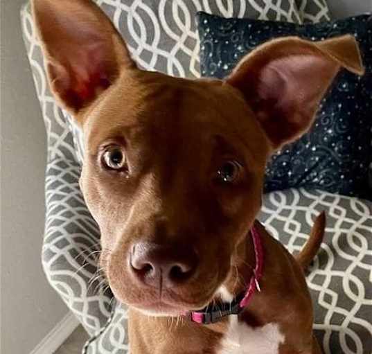 Photo of Gypsy June