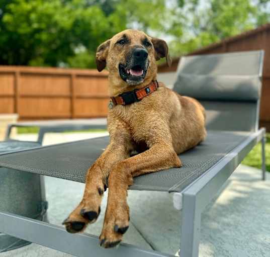 Photo of Goose the super dog friendly water dog